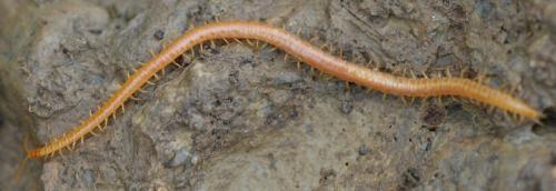 Réf. 314 613 : Strigamia sp.